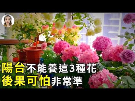 陽台可以種玫瑰花嗎|陽台可以種玫瑰花嗎？在陽台上種植玫瑰花的指南 